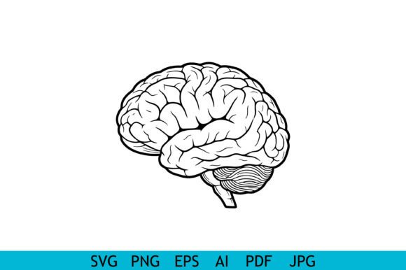 Human Brain Anatomy Line Art
